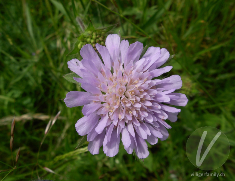 Feld-Witwenblume: Übersicht